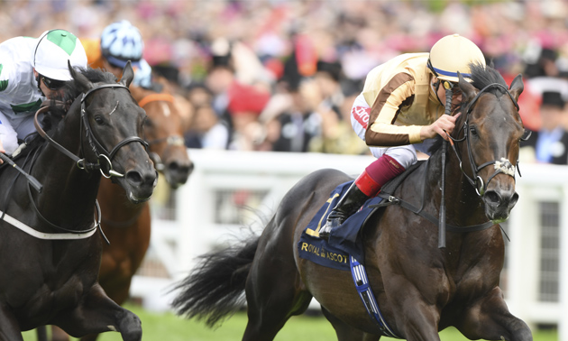 Royal Ascot news