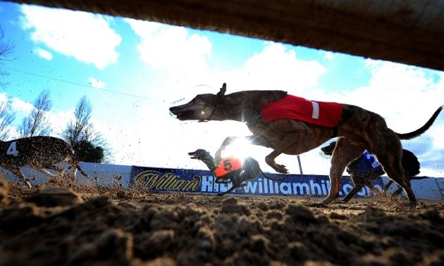 High stakes in the Derby - Greyhounds Queensland