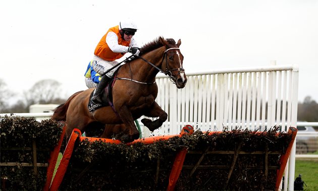cheltenham tips