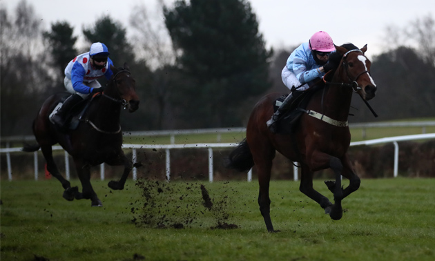 cheltenham tips