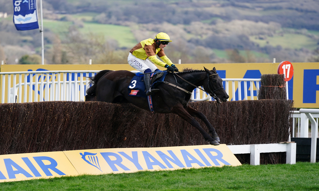 cheltenham tips