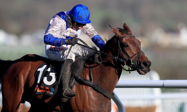 cheltenham tips