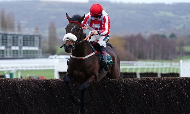 cheltenham tips